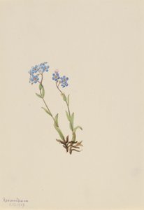 勿忘我（Myosotis alpestris） 作者 玛丽·沃克斯·沃尔科特