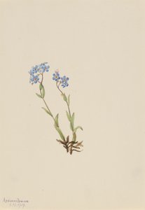 勿忘我Myosotis alpestris，1907。 作者 玛丽·沃克斯·沃尔科特
