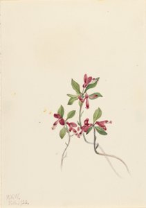 流苏蓼（Polygala paucifolia） 作者 玛丽·沃克斯·沃尔科特