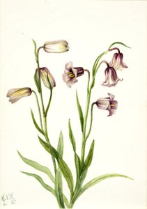 莔（Fritillaria biflora） 作者 玛丽·沃克斯·沃尔科特