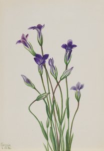 龙胆 Gentiana holopetala, 1936. 作者 玛丽·沃克斯·沃尔科特