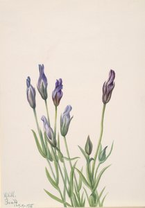 龙胆Gentiana macounii，1935。 作者 玛丽·沃克斯·沃尔科特