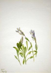 龙胆 Gentiana newberri, 1938. 作者 玛丽·沃克斯·沃尔科特