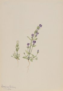 龙胆草 作者 玛丽·沃克斯·沃尔科特