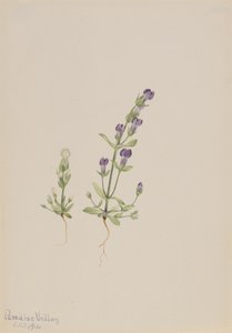Gentiana propingua, 1916. 作者 玛丽·沃克斯·沃尔科特