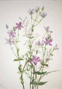 龙胆草酶 sabbalia angularis 作者 玛丽·沃克斯·沃尔科特