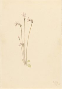 鬼针草 作者 玛丽·沃克斯·沃尔科特