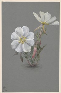 巨大的Helleborine Epipactia gigantea，约。1880. 作者 玛丽·沃克斯·沃尔科特