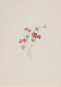 Gilia linanthus parviflorus 作者 玛丽·沃克斯·沃尔科特