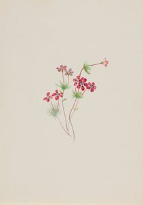 Gilia linanthus parviflorus, ca. 1900-1930. 作者 玛丽·沃克斯·沃尔科特