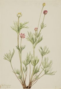 球葵（Anemone globosa） 作者 玛丽·沃克斯·沃尔科特