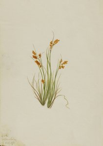 Golden Sedge Carex aurea, 1921. 作者 玛丽·沃克斯·沃尔科特