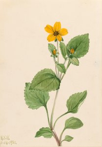 金星 Chrysogonum virginianum, 1922. 作者 玛丽·沃克斯·沃尔科特
