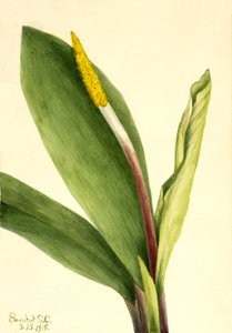 Goldenclub Orontium aquaticum, 1918. 作者 玛丽·沃克斯·沃尔科特