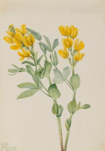 Goldenpea Thermopsis rhombifolia, 1923. 作者 玛丽·沃克斯·沃尔科特