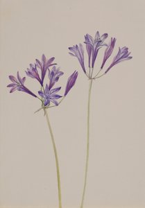 草果 Brodiaea laxa, 1933. 作者 玛丽·沃克斯·沃尔科特