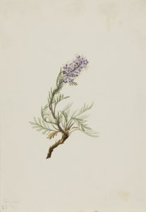 灰凤仙（Phacelia sericea） 作者 玛丽·沃克斯·沃尔科特