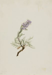 Gray Phacelia Phacelia sericea, 1911. 作者 玛丽·沃克斯·沃尔科特