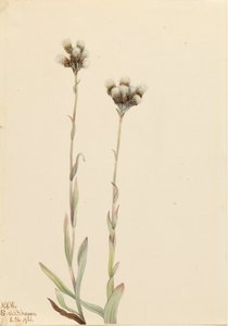Gray Pussytoes Antennaria howellii, 1921. 作者 玛丽·沃克斯·沃尔科特