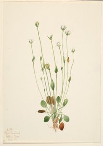 灰色瑞格草（Senecio canus） 作者 玛丽·沃克斯·沃尔科特