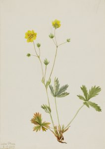 灰叶五指草（Potentilla glaucophylla） 作者 玛丽·沃克斯·沃尔科特