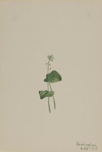 绿芒草（Malaxis unifolia） 作者 玛丽·沃克斯·沃尔科特