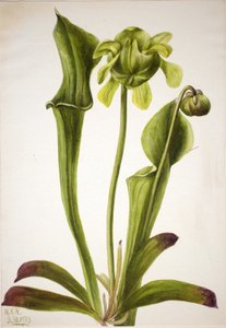 Green Pitcherplant Sarracenia orephila, 1933. 作者 玛丽·沃克斯·沃尔科特
