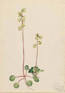 绿火绒草（Pyrola chlorantha） 作者 玛丽·沃克斯·沃尔科特
