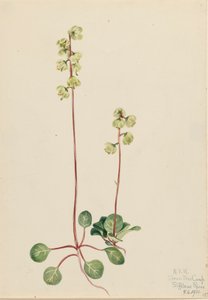 Green Pyrola Pyrola chlorantha, 1920. 作者 玛丽·沃克斯·沃尔科特