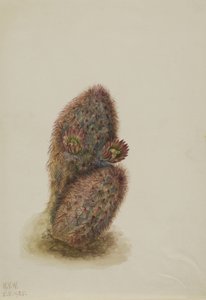 Green Strawberry Cactus Echinocereus viridiflorus, 1925. 作者 玛丽·沃克斯·沃尔科特