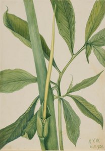 绿龙 作者 玛丽·沃克斯·沃尔科特