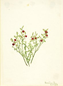 松鸡胡颓子（Vaccinium scoparium） 作者 玛丽·沃克斯·沃尔科特