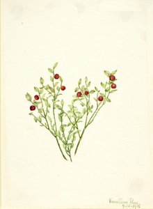 Grouse Whortleberry Vaccinium scoparium, 1918. 作者 玛丽·沃克斯·沃尔科特
