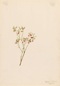 Grouse Whortleberry Vaccinum scoparium, 1916. 作者 玛丽·沃克斯·沃尔科特