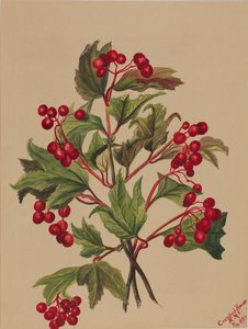 Grouseberry Viburnum americanum, 1880. 作者 玛丽·沃克斯·沃尔科特