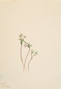 Harbinger of Spring Erigenia bulbosa, 1920. 作者 玛丽·沃克斯·沃尔科特