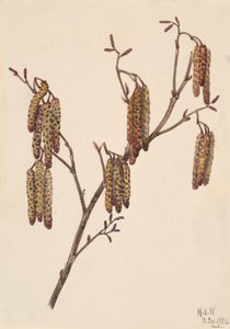 Hazel Alder Alnus regosa, 1920. 作者 玛丽·沃克斯·沃尔科特