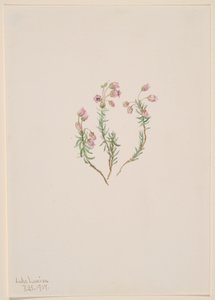 Heather Phyllodoce intermedia, 1907. 作者 玛丽·沃克斯·沃尔科特