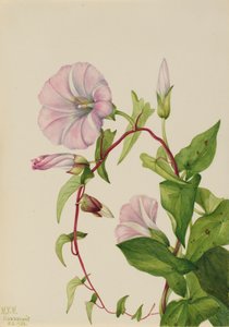 Hedge Bindweed Calystegia Convolvulus sepium, 1932. 作者 Mary Vaux Walcott