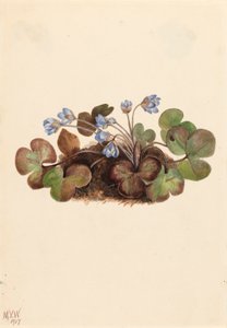 Hepatica Hepatica americana, 1917. 作者 玛丽·沃克斯·沃尔科特