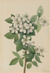 高丛黑莓（Rubus argutus） 作者 玛丽·沃克斯·沃尔科特