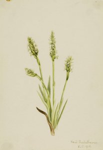 连帽的女士们--Tresses Ibidium strictum, 1918. 作者 玛丽·沃克斯·沃尔科特