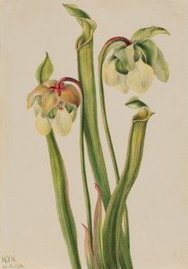 杂交投手植物 Sarracenia minor, 1930. 作者 玛丽·沃克斯·沃尔科特