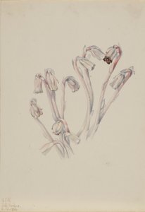 印度琵琶（Monotropa uniflora） 作者 玛丽·沃克斯·沃尔科特