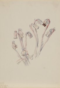 Indian Pipe Monotropa uniflora, 1926. 作者 玛丽·沃克斯·沃尔科特