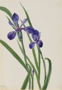 鸢尾花 作者 玛丽·沃克斯·沃尔科特