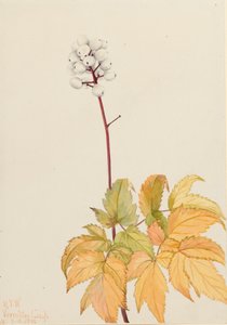 Ivory Baneberry Actaea arguta, 1922. 作者 玛丽·沃克斯·沃尔科特