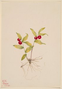 麒麟菜（Kruhsea streptopoides） 作者 玛丽·沃克斯·沃尔科特