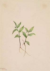 Kruhsea Kruhsea streptopoides, 1913. 作者 玛丽·沃克斯·沃尔科特