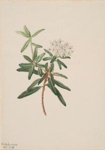 拉布拉多茶（Ledum groenlandicum） 作者 玛丽·沃克斯·沃尔科特